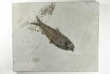 Large, Detailed Fossil Fish (Knightia) - Wyoming #198119-1